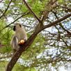 Vervet aapjes Tanzania